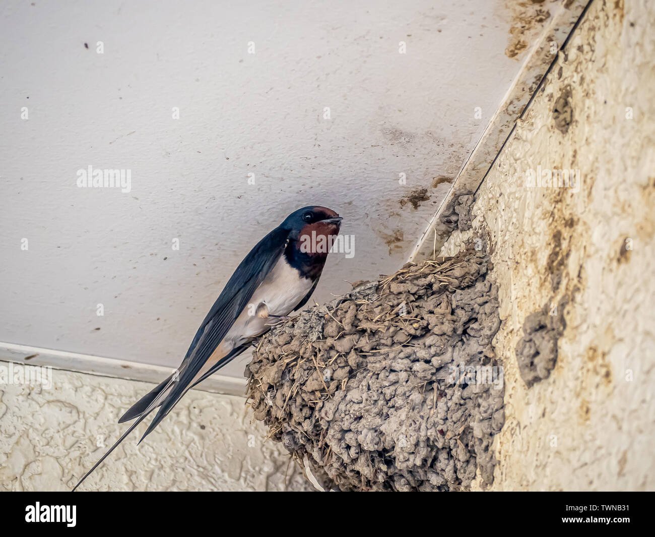 A Japanese barn swallow, Hirundo rustica gutturalis, in its nest