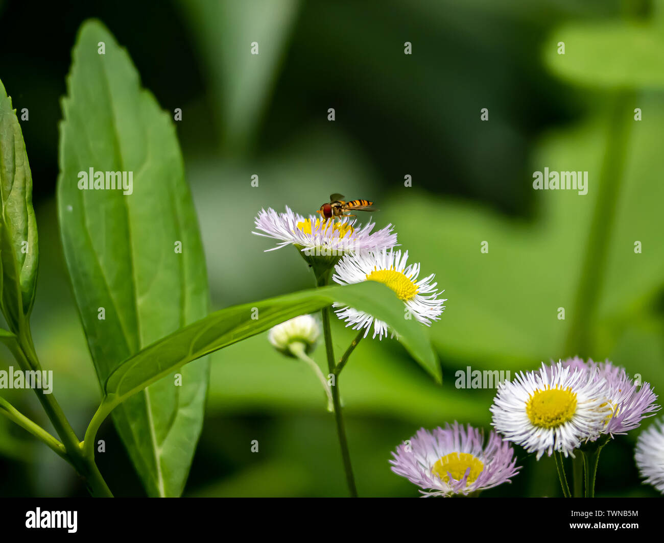 Japanese daisies hi-res stock photography and images - Alamy