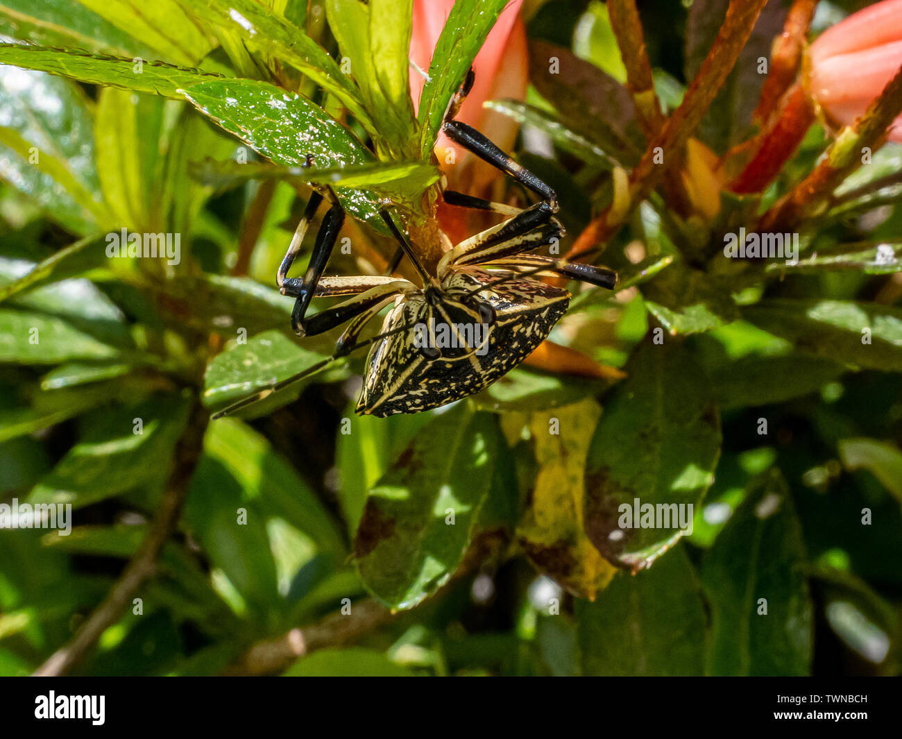 Azalea Insects A yellow spotted stink bug, erthesina fullo, on a hedgerow of azalea ...