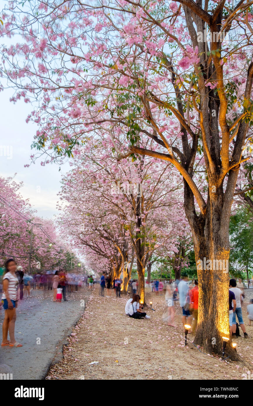 People walking under pink trumpet shrub tree,flower pink tree in kasetsart university,kamphaengsaen Stock Photo