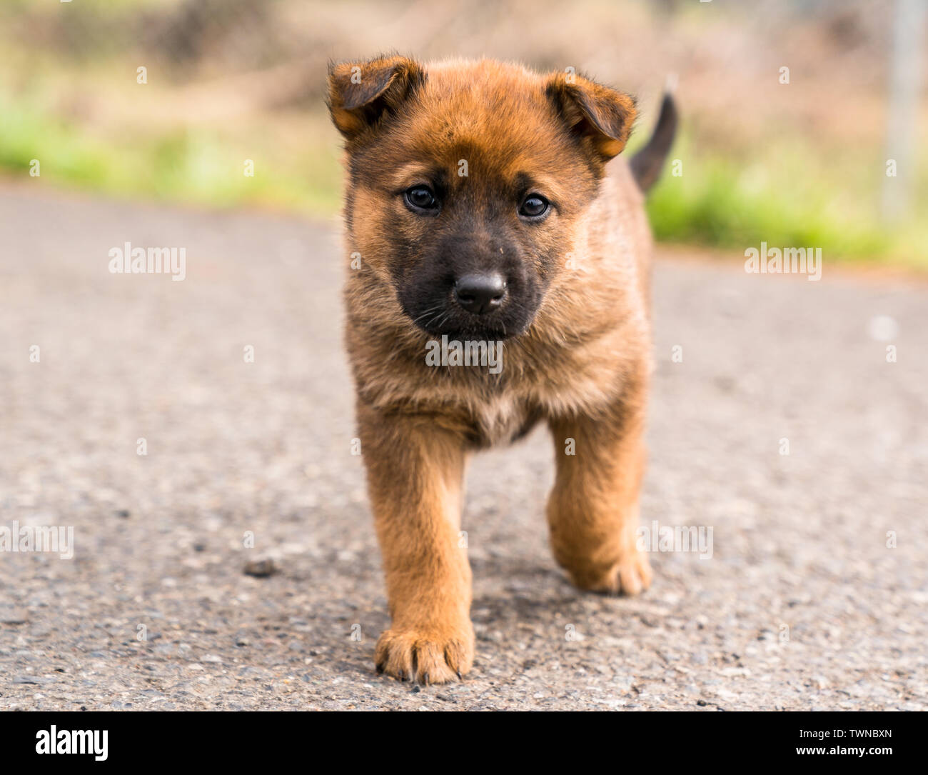 Mixed breed puppy looking into camera in nature family of stray