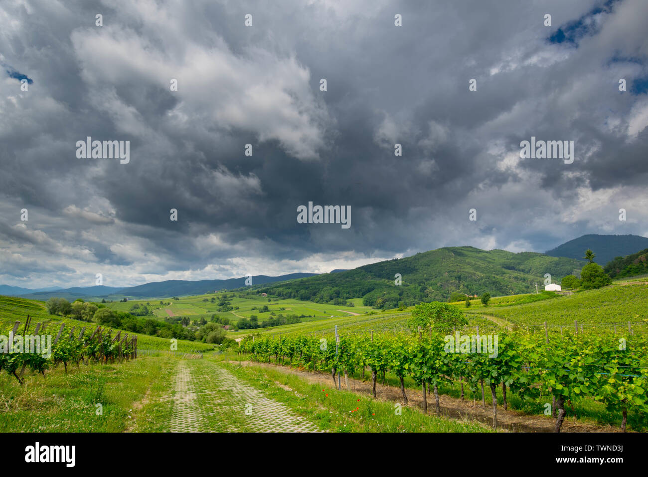 landscape in Alsace in France in early summer Stock Photo