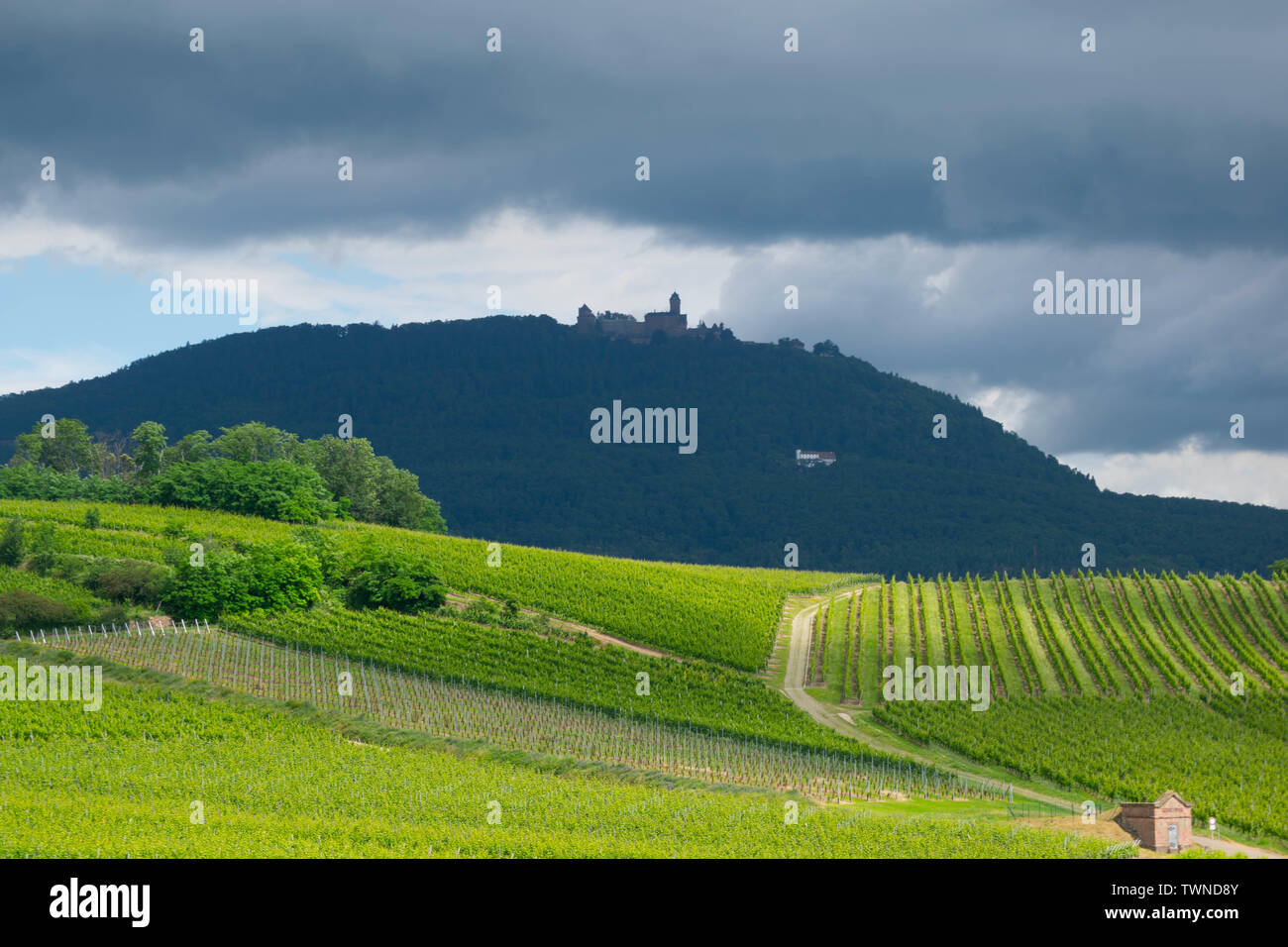 View to the Haut Koenigsbourg in Alsace in France Stock Photo