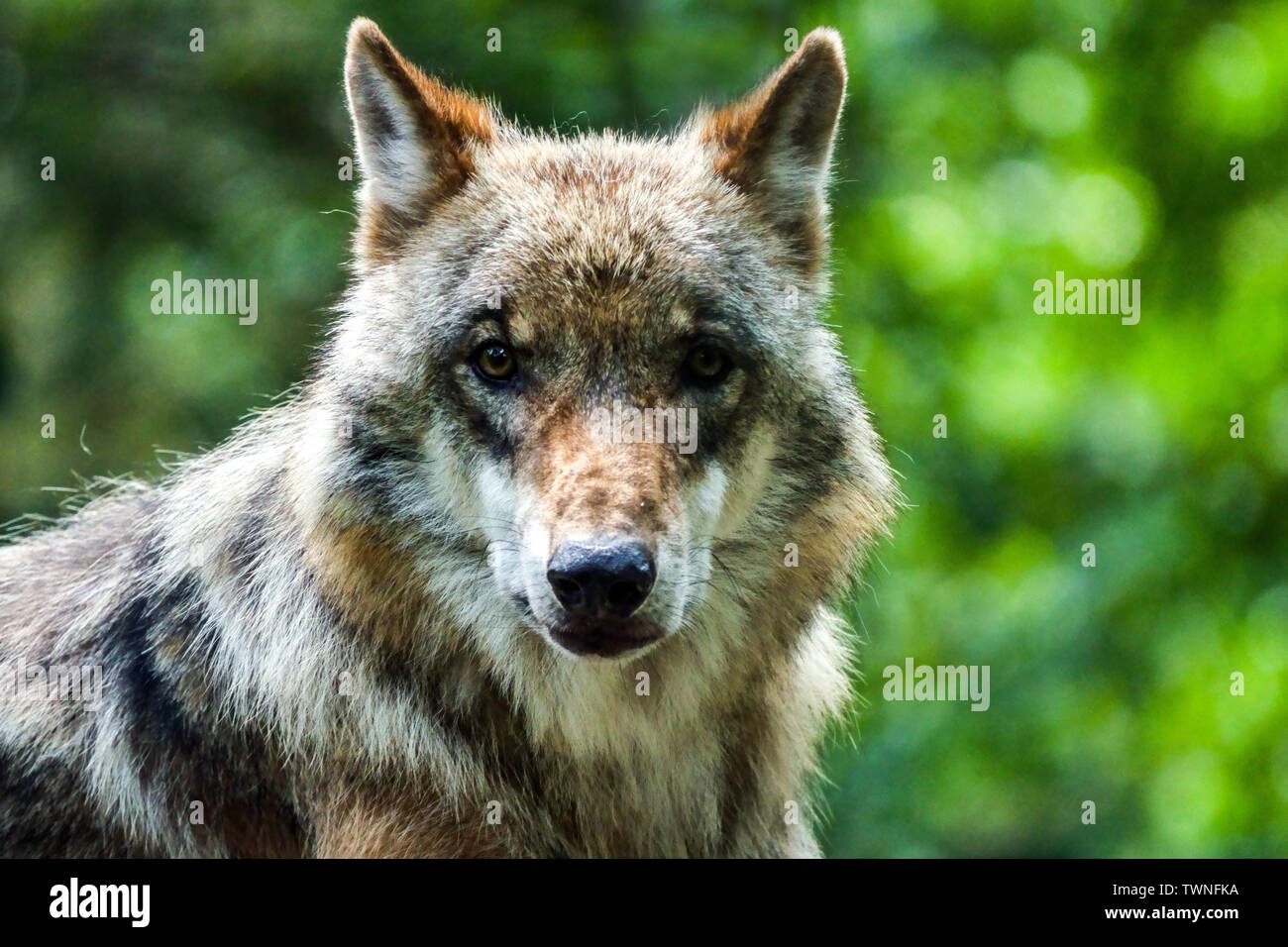 European gray wolf, Canis lupus, portrait of a wolf, front view