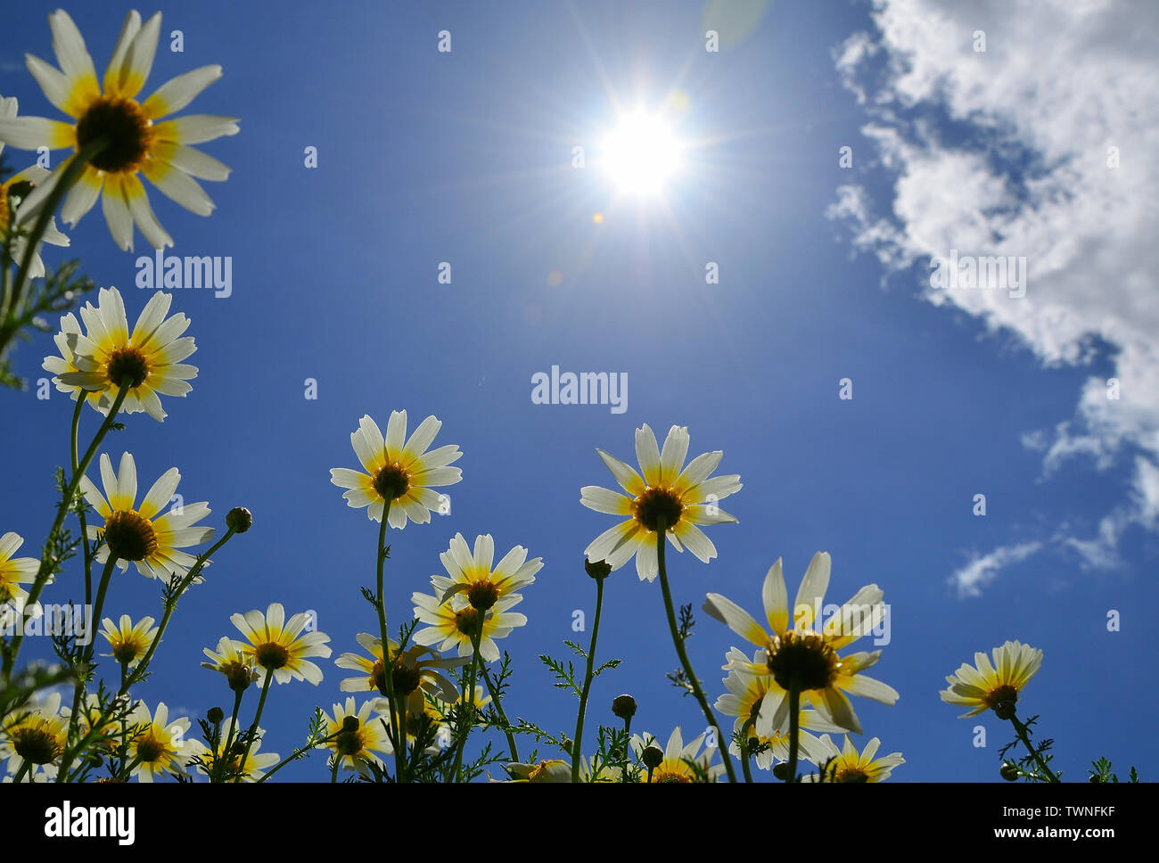 Beautiful daisies seen from below with splendid blue sky, clouds  and intense sun Stock Photo