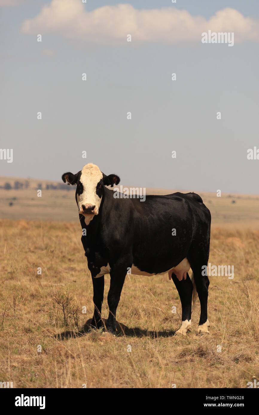 Organic farming - black and white cow standing in a pasture in South African rural area Stock Photo