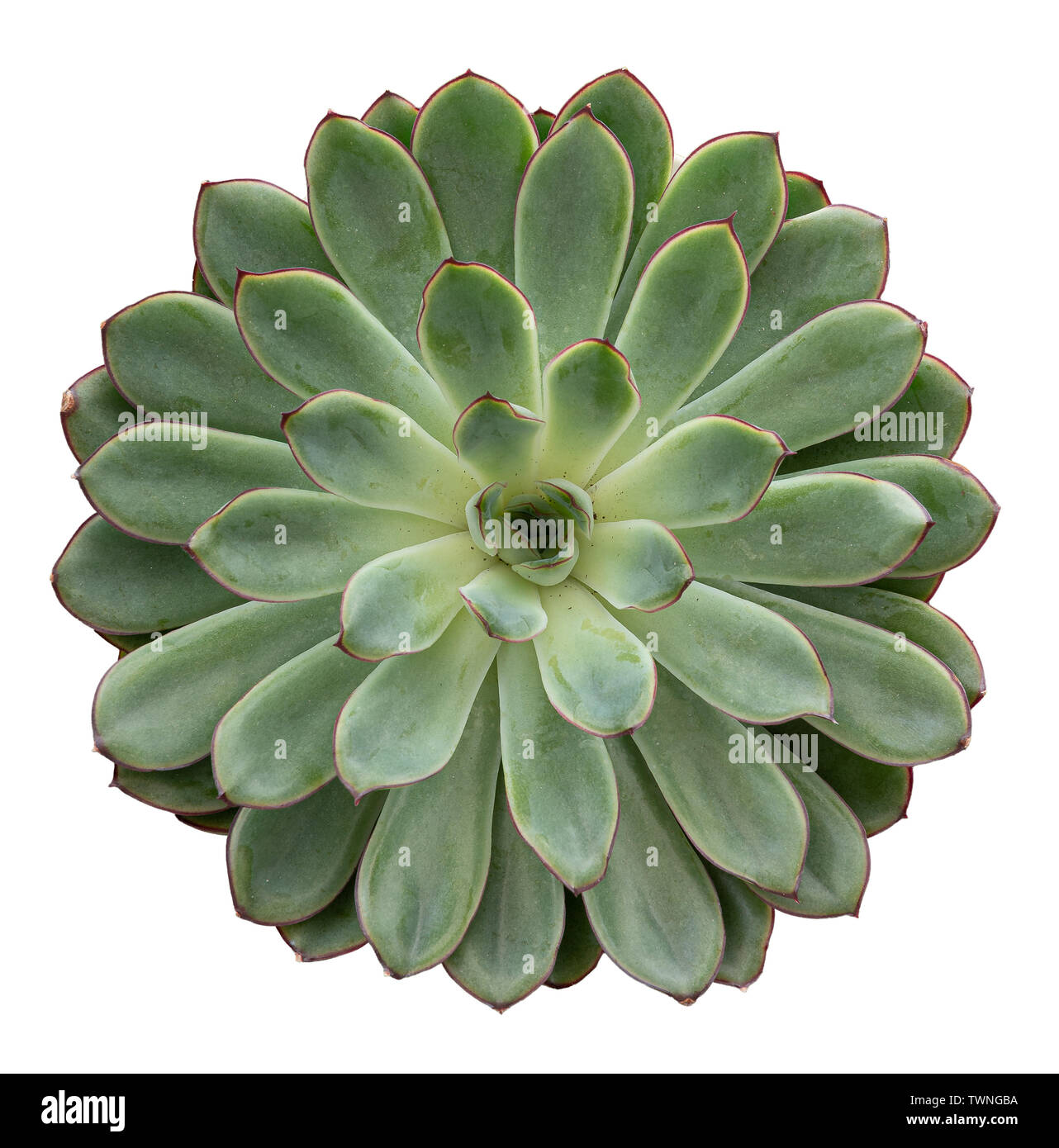 top view of potted succulent plant isolated on white background Stock Photo