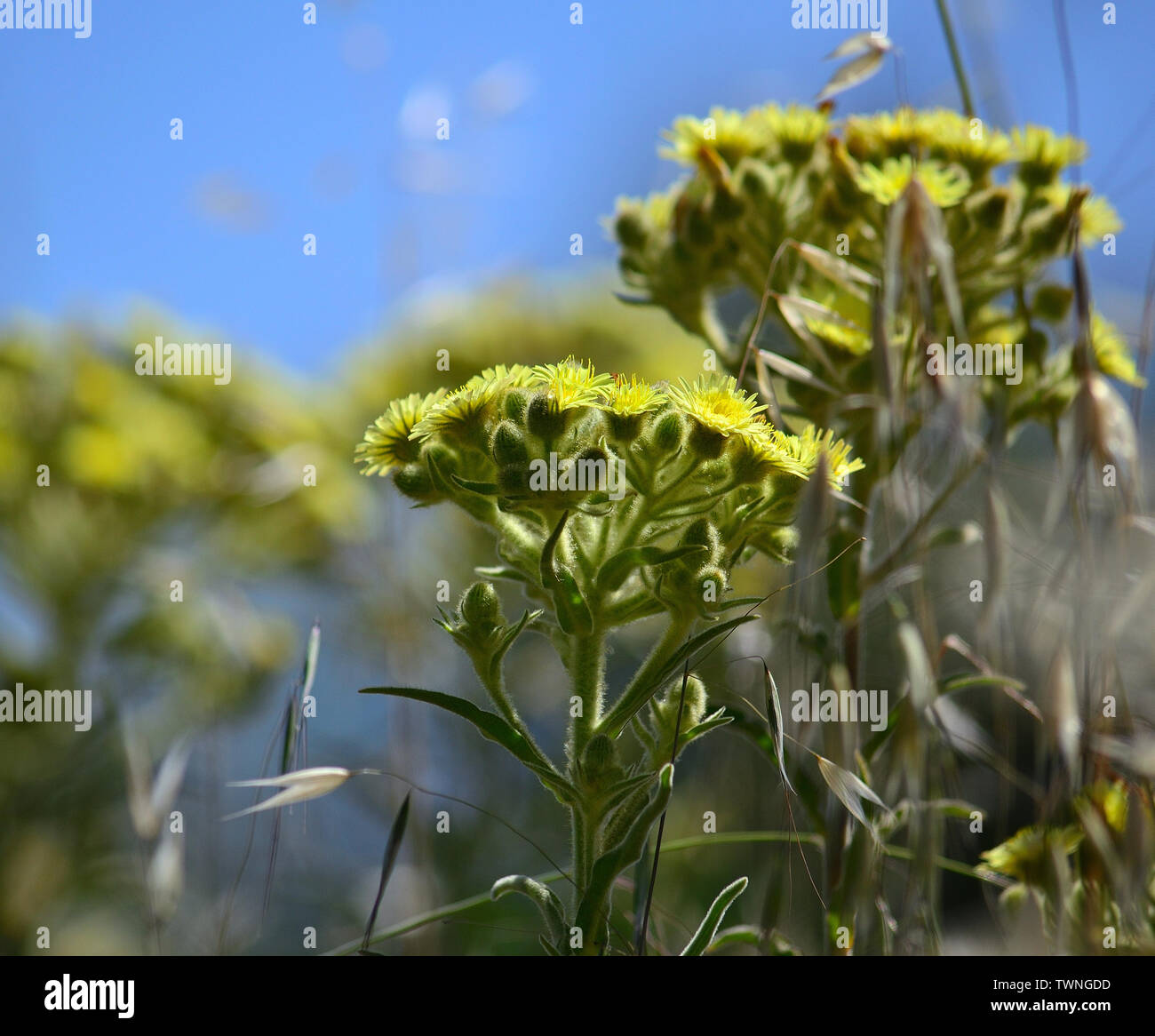Plants of Senecio in full bloom and blue sky in the background Stock Photo