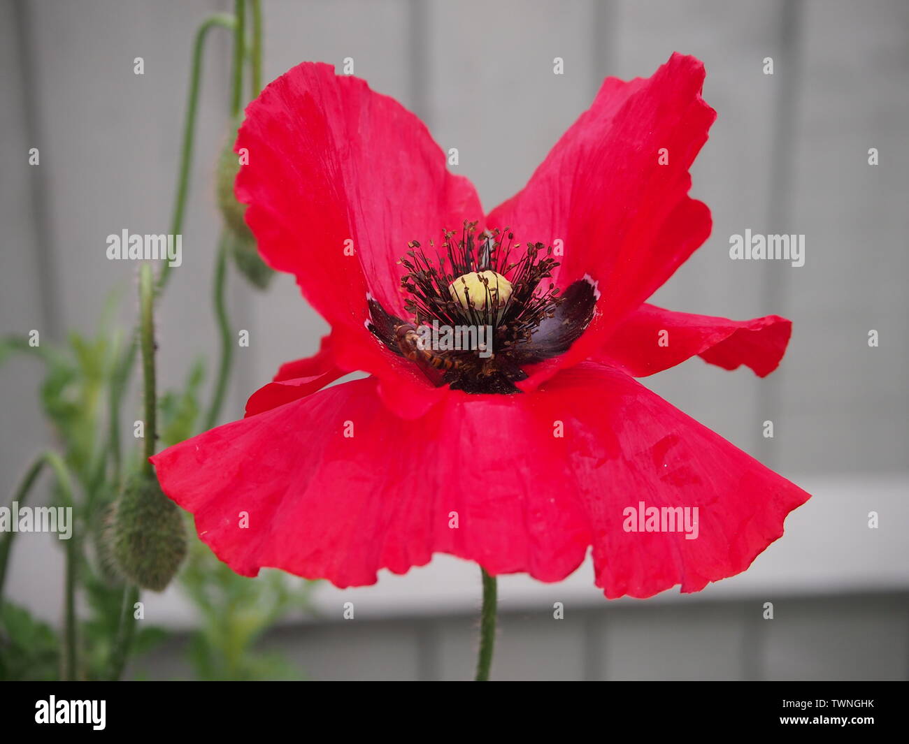 Red poppy black centre hi-res stock photography and images - Alamy