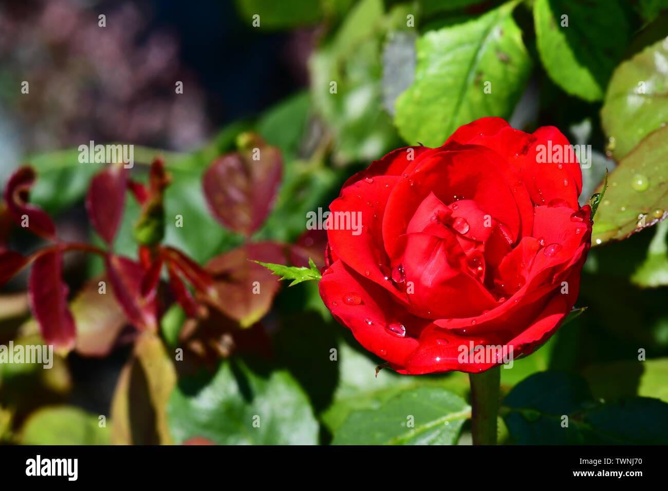 Dark red rose in the rain hi-res stock photography and images - Alamy