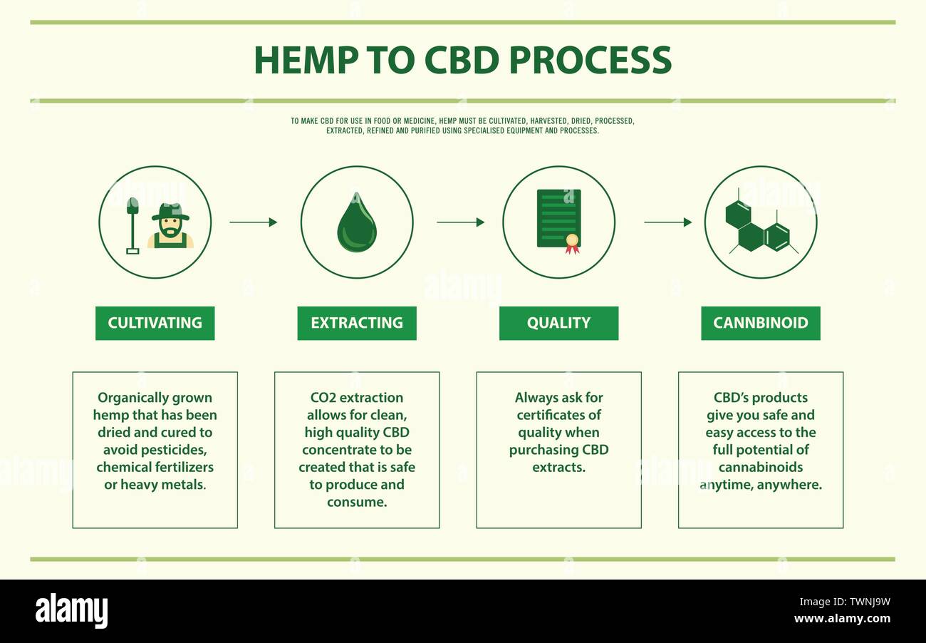 Hemp to CBD Process horizontal infographic illustration about cannabis as herbal alternative medicine, healthcare and medical science vector. Stock Vector