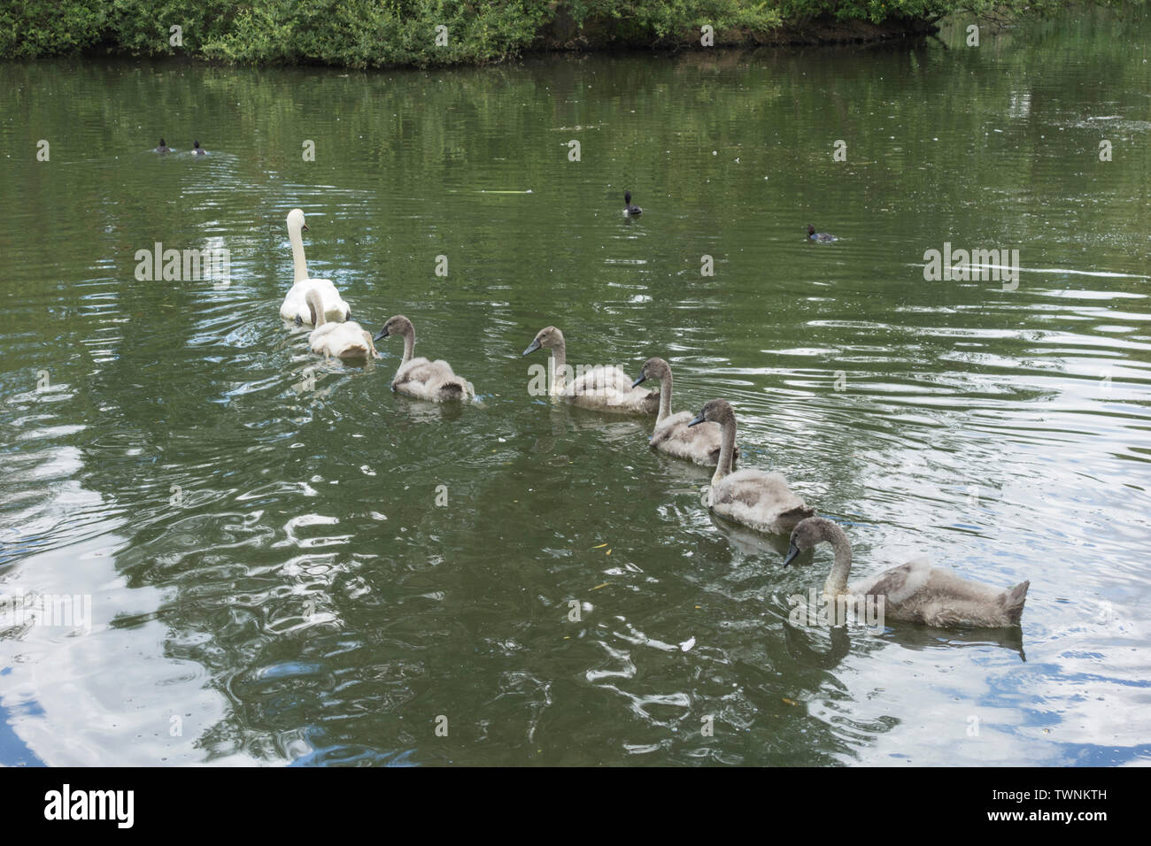 A Family Of Mute Swans Swimming Line Astern On Barnes Pond London