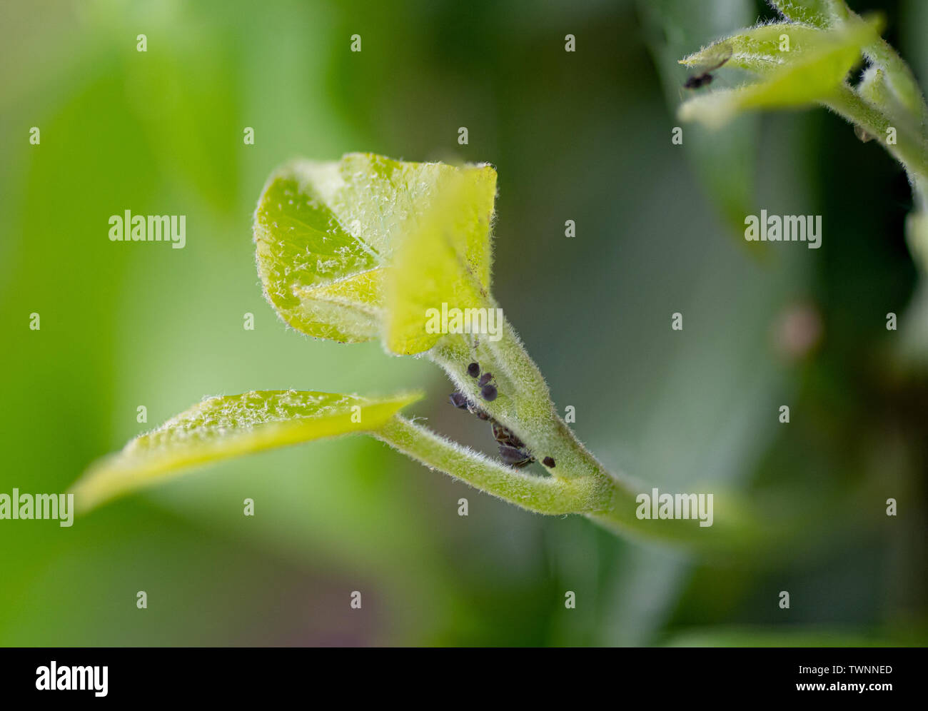 aphid-colony-in-a-plant-stock-photo-alamy