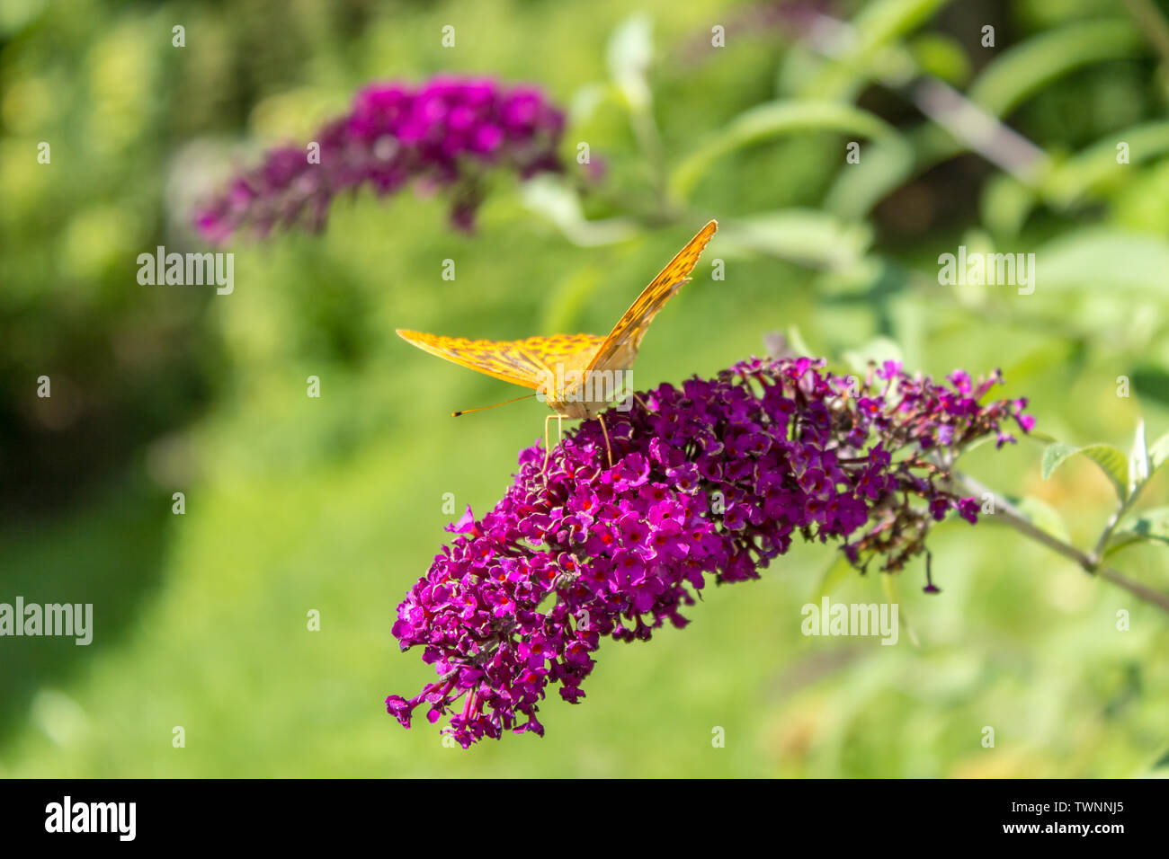 Butterfly on a lilac plant in the garden Stock Photo