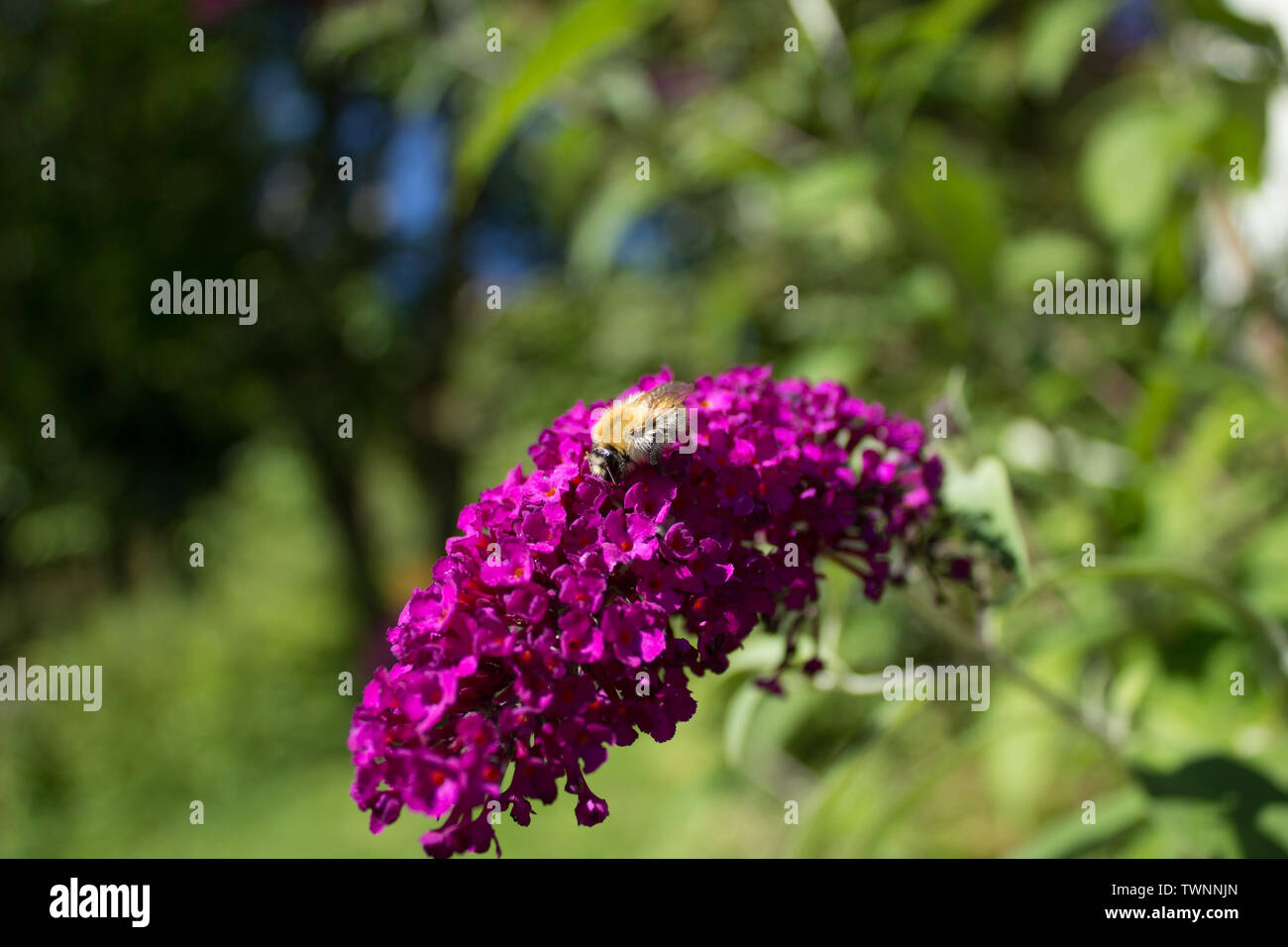 Bumblebee on a lilac plant Stock Photo