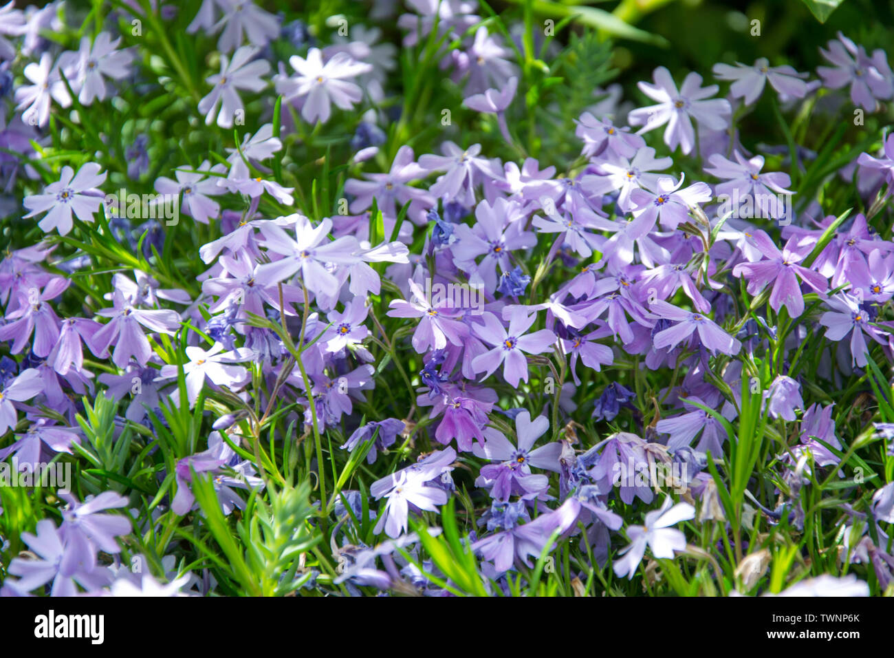 Flowers Phlox Styloid Candy Stripes Small Light Purple Flowers In The Garden In The Forest In The Field Flower Background Carpet Of Flowers Stock Photo Alamy