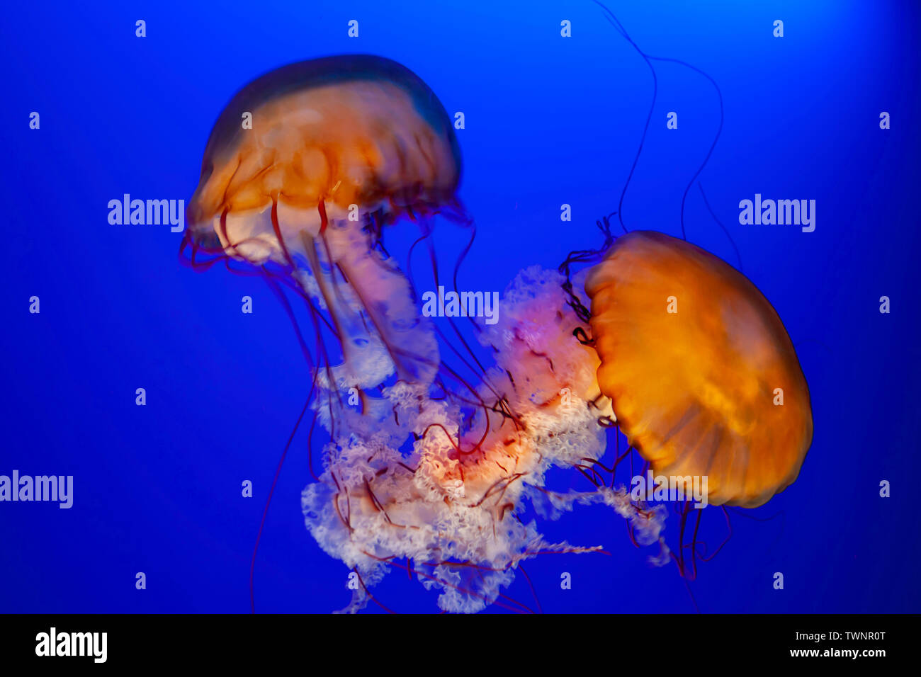 A sea nettle jellyfish, Chrysaora huscescens, Ocean World, Hong Kong, China. Stock Photo