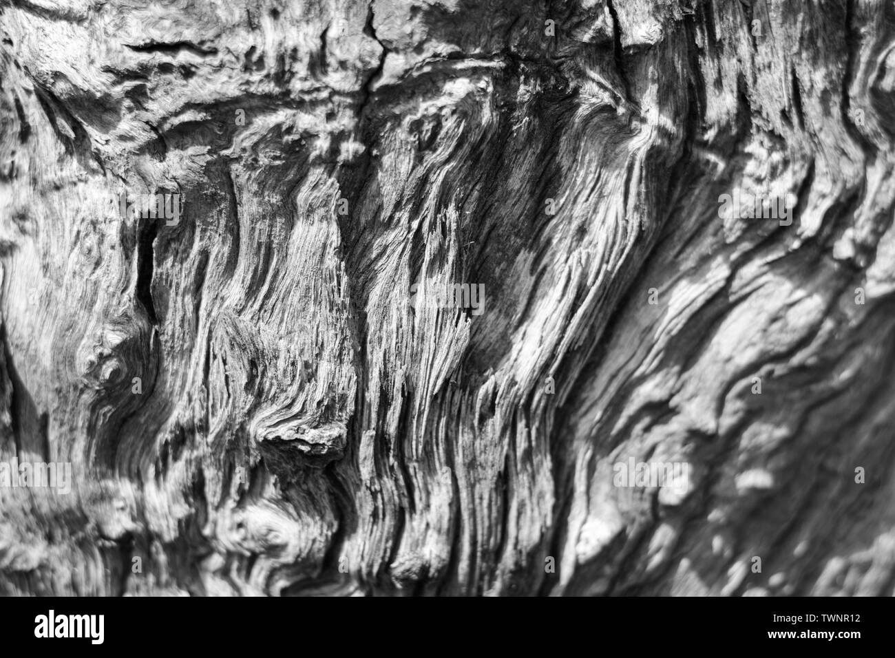 Rotten driftwood Organic Texture Background. Stock Photo