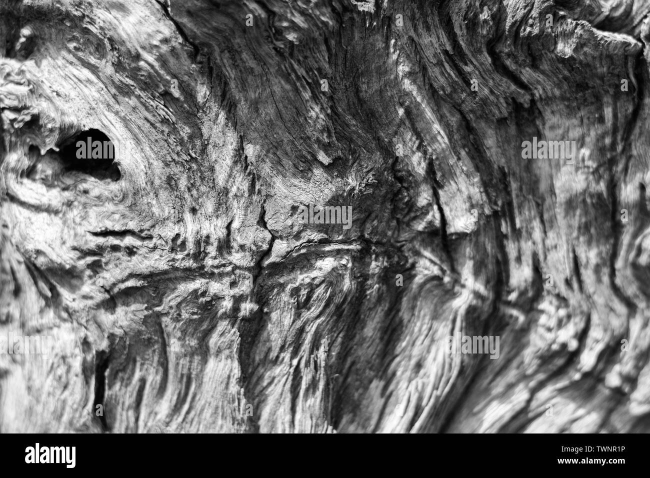 Driftwood structure Black and White Stock Photos & Images - Alamy