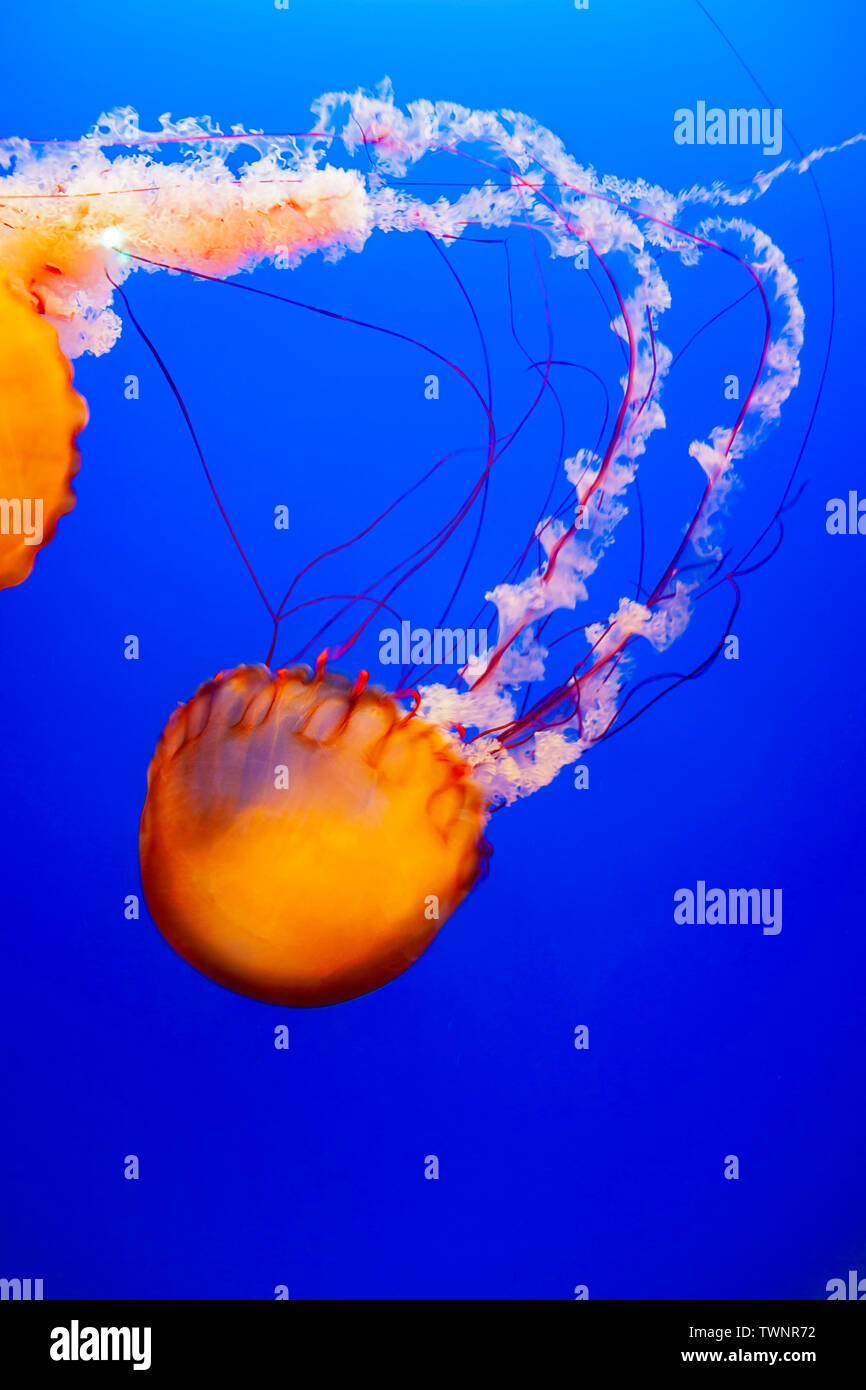A sea nettle jellyfish, Chrysaora huscescens, Ocean World, Hong Kong, China. Stock Photo