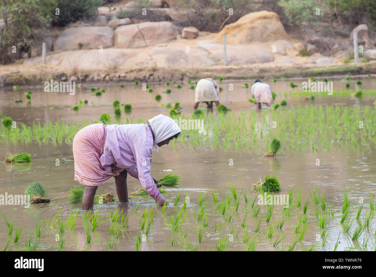 Women working in the rice fields on a hot summer day in south India ...