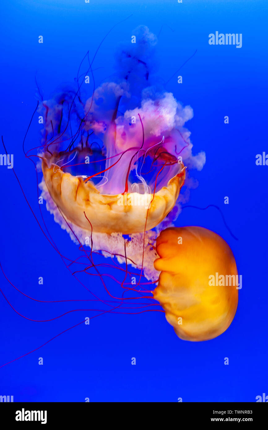 Sea nettle jellyfish, Chrysaora huscescens, Ocean World, Hong Kong, China. Stock Photo