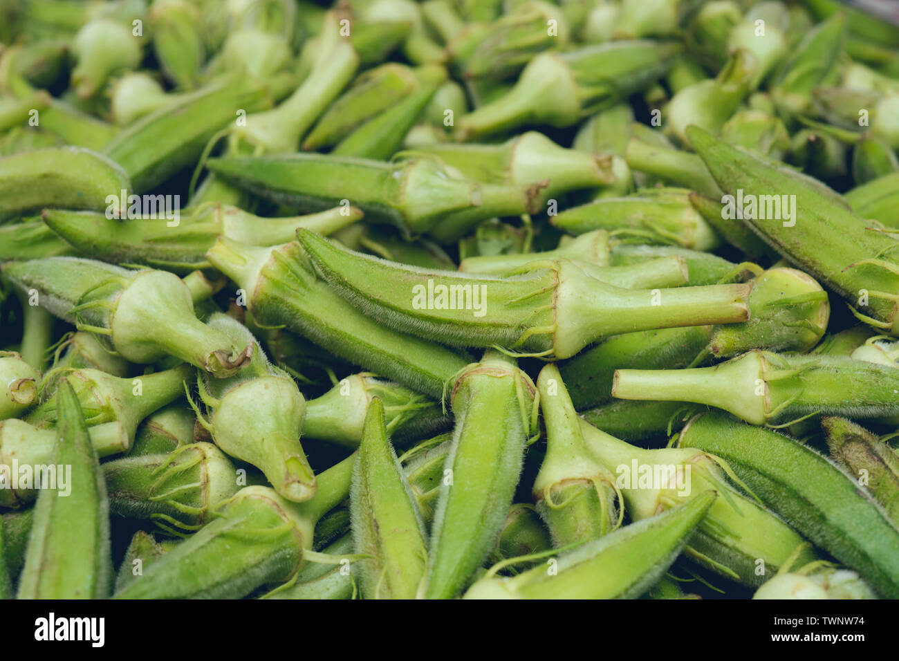 Beautiful Fresh Green Okra Background. Stock Photo