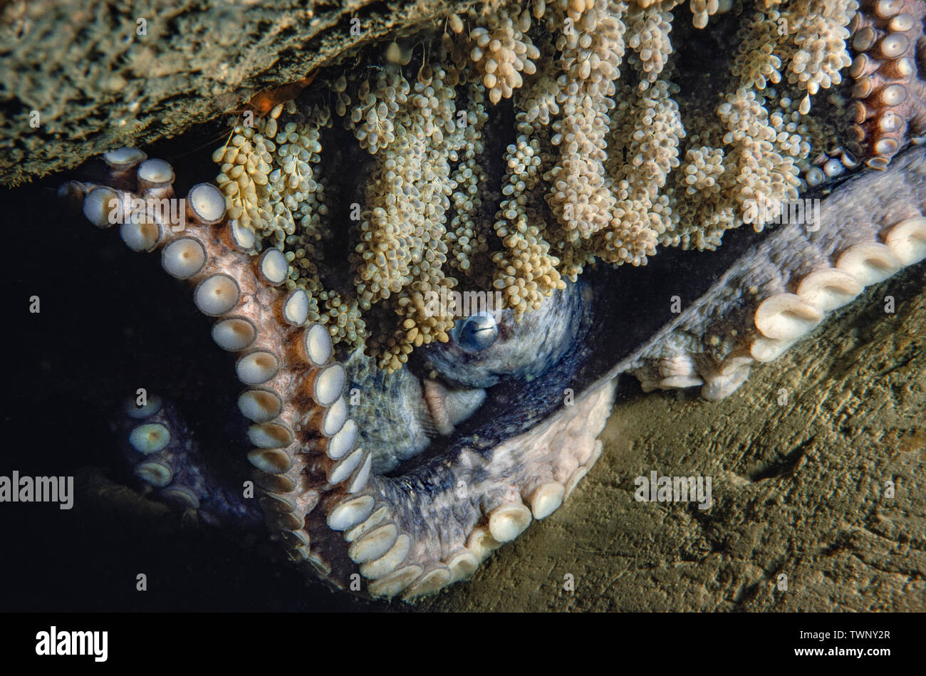This female giant Pacific octopus, Enteroctopus dolfleini, or North Pacific giant octopus, is nearing the end of her life. The eggs she has been tendi Stock Photo