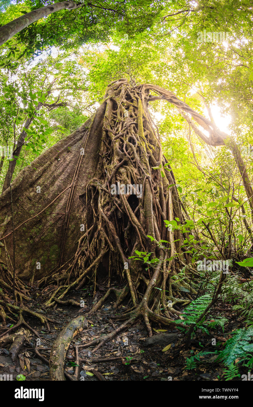 Strangler fig tree in Rincon de la Vieja National Park Stock Photo