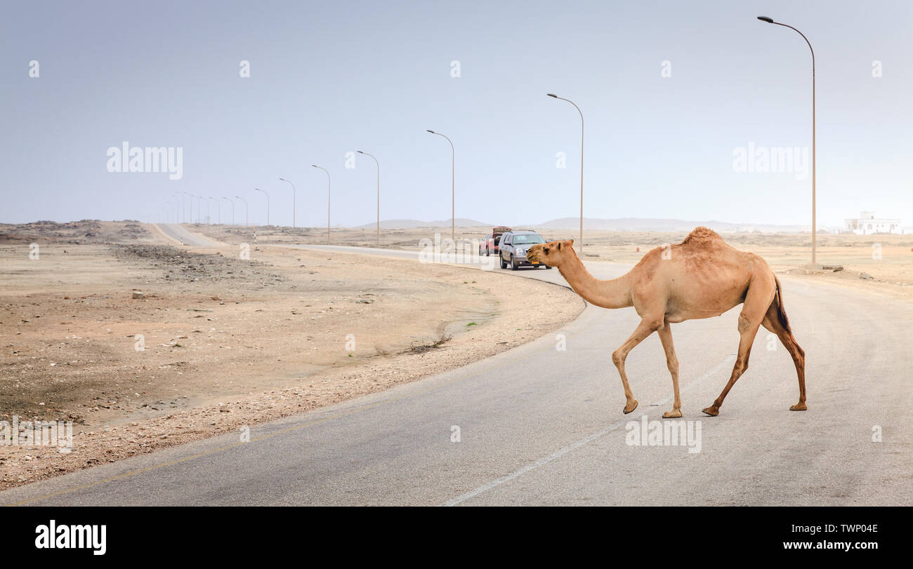 A camel is crossing the road near Salalah, Oman Stock Photo