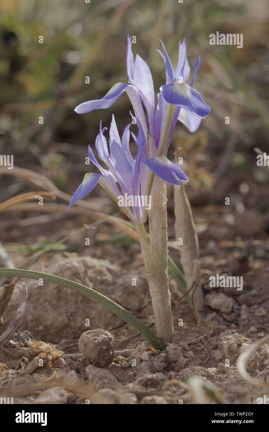 Barbary nut iris, Moraea sisyrinchium Stock Photo