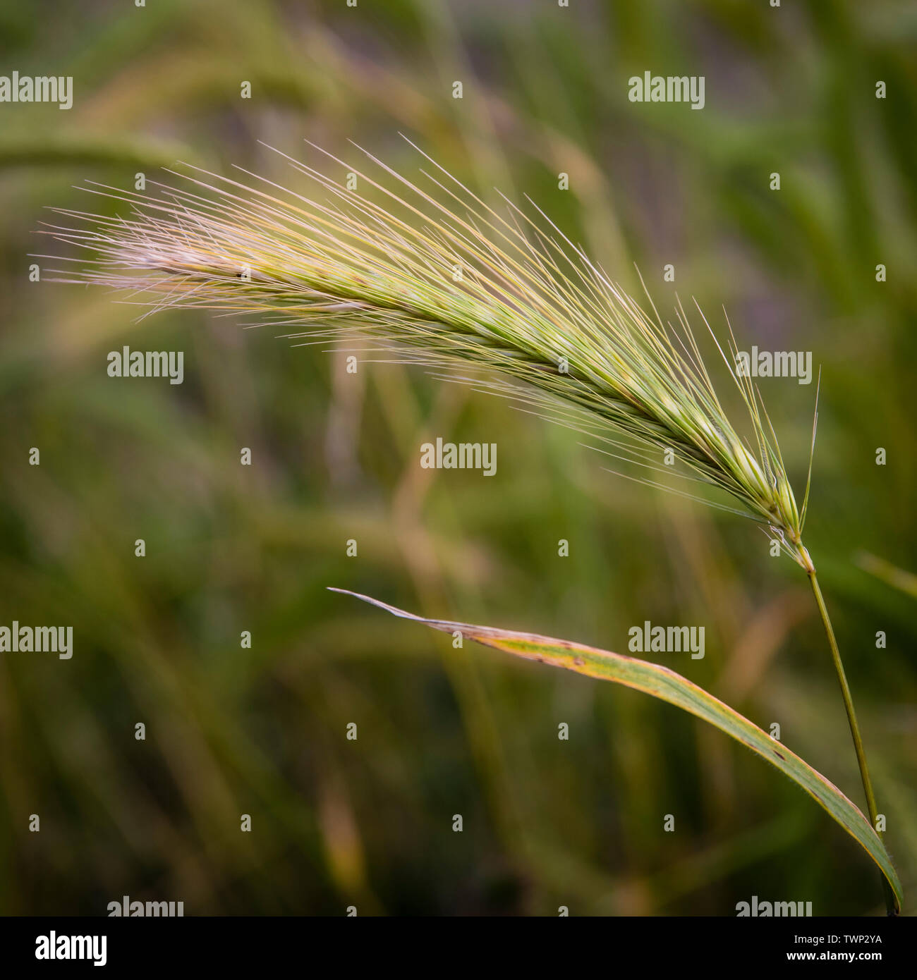 Meadow Barley (Hordeum secalinum) European wild grass close up. Stock Photo