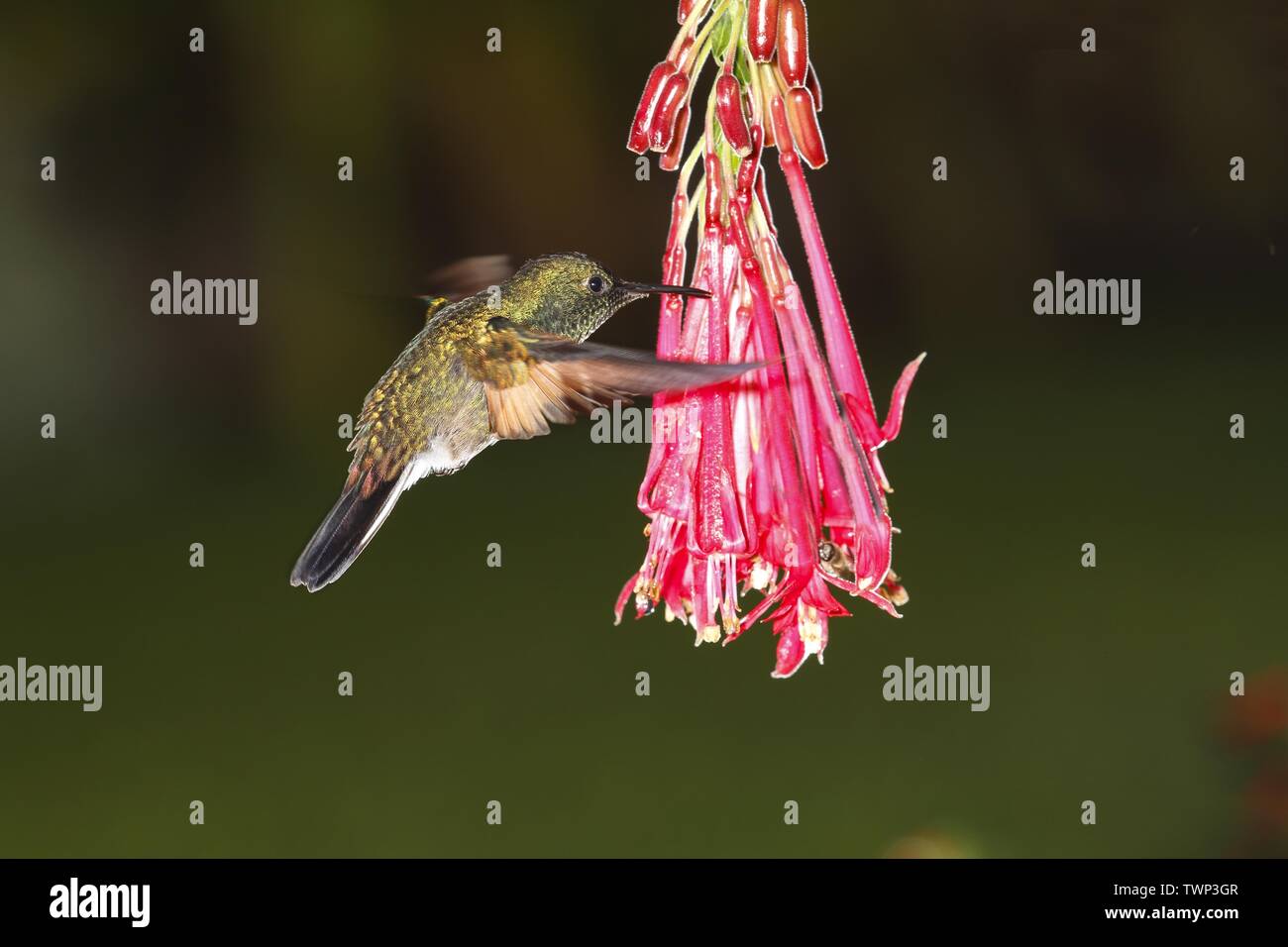 Male Stripe-tailed hummingbird Eupherusa eximia Stock Photo