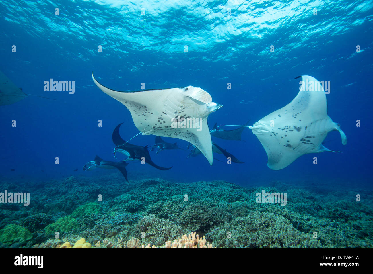 Reef manta rays, Manta alfredi, cruise over the shallows off Ukumehame