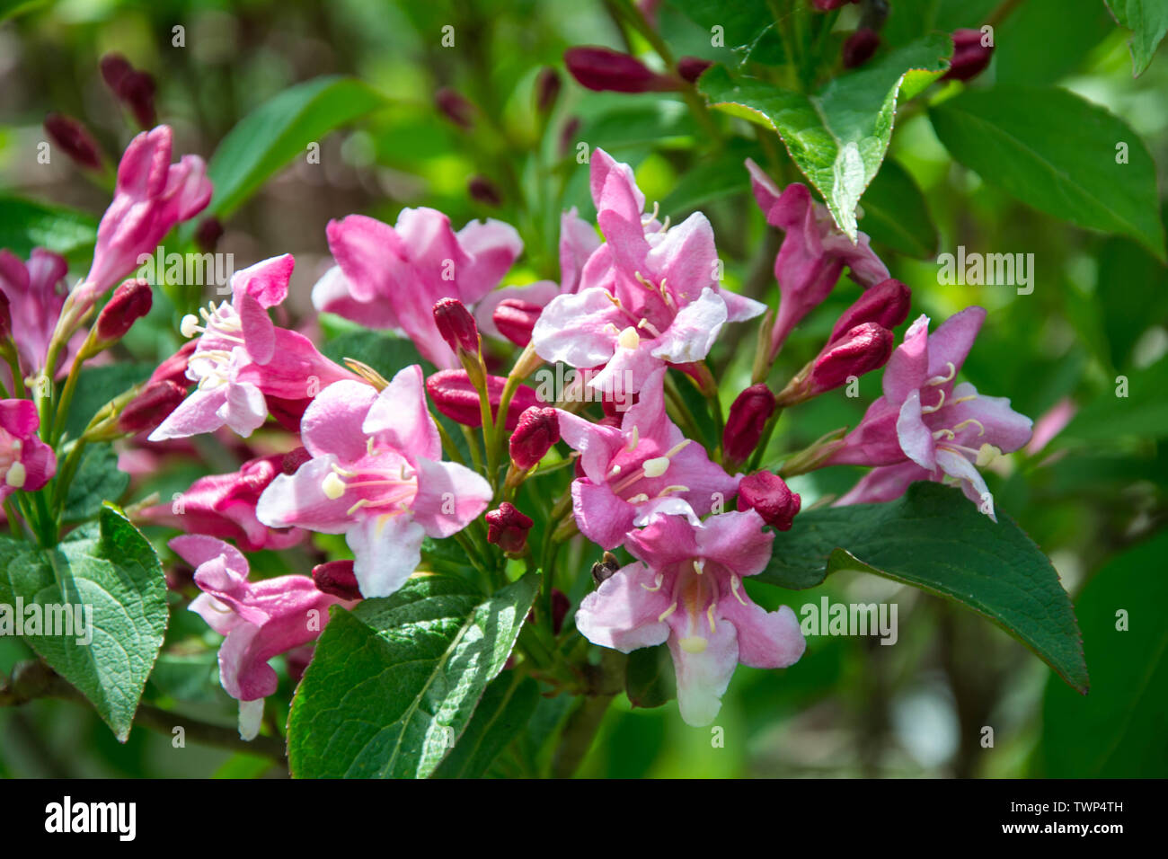 Close-up of Weigela Rosea funnel shaped pink flower, fully open and closed small flowers with green leaves. Selective focus of bright pink petals Stock Photo