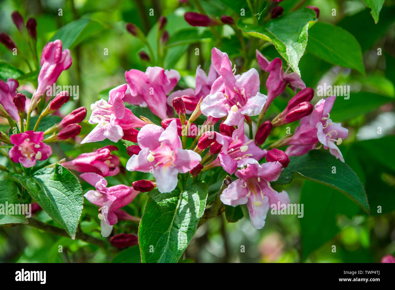 Close-up of Weigela Rosea funnel shaped pink flower, fully open and closed small flowers with green leaves. Selective focus of bright pink petals Stock Photo