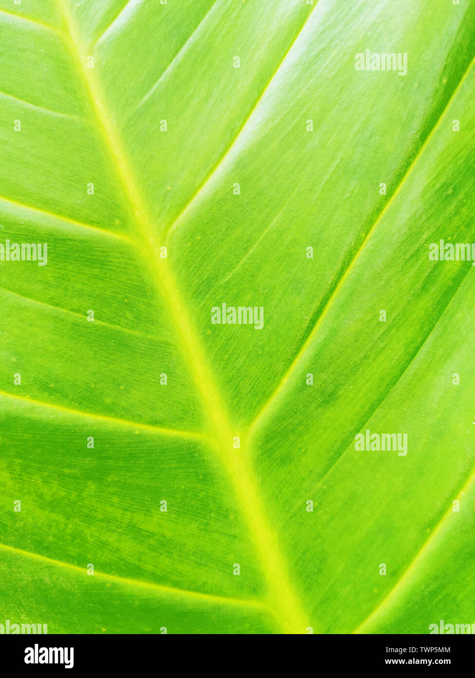 Abstract green leaf texture for background Stock Photo Alamy