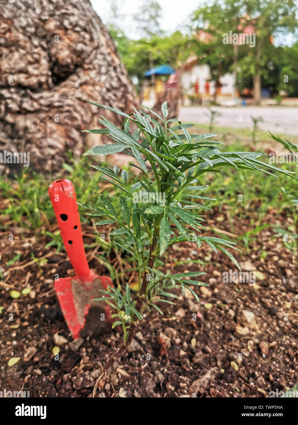 Gardening tools on fertile soil texture background Stock Photo