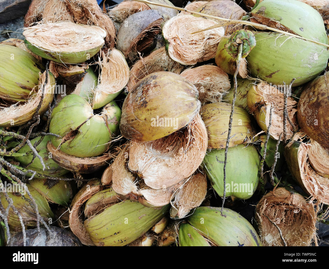 Dry husk of coconut peel Stock Photo Alamy