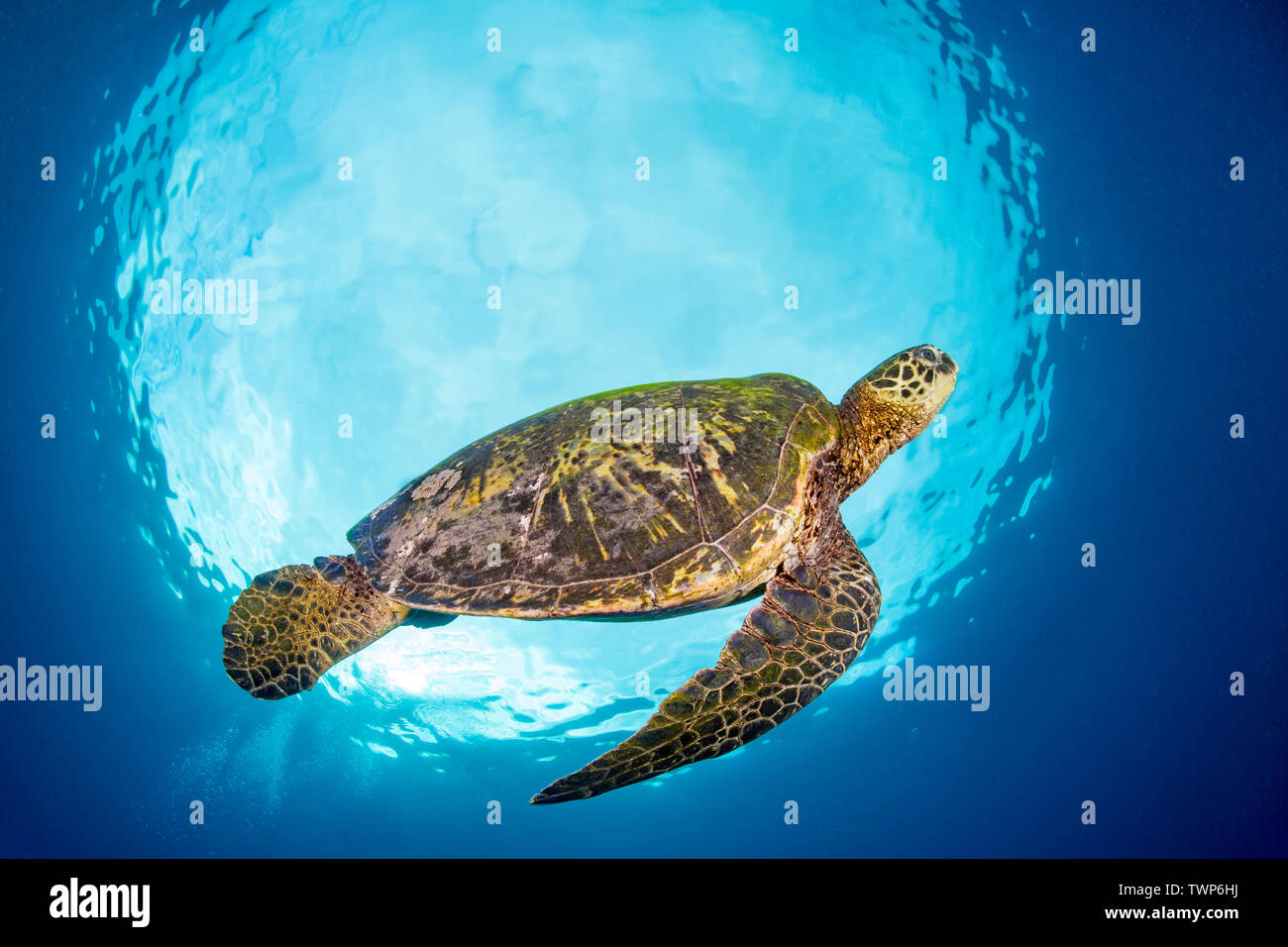 A green sea turtle, Chelonia mydas, an endangered species, is framed in Snells Window, and effect created by shooting up at the surface, Maui, Hawaii. Stock Photo