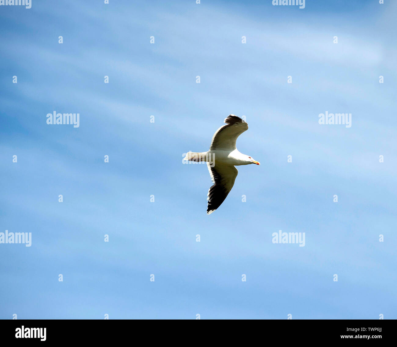 Seagull, Port Erin, Isle of Man, British Isles Stock Photo - Alamy