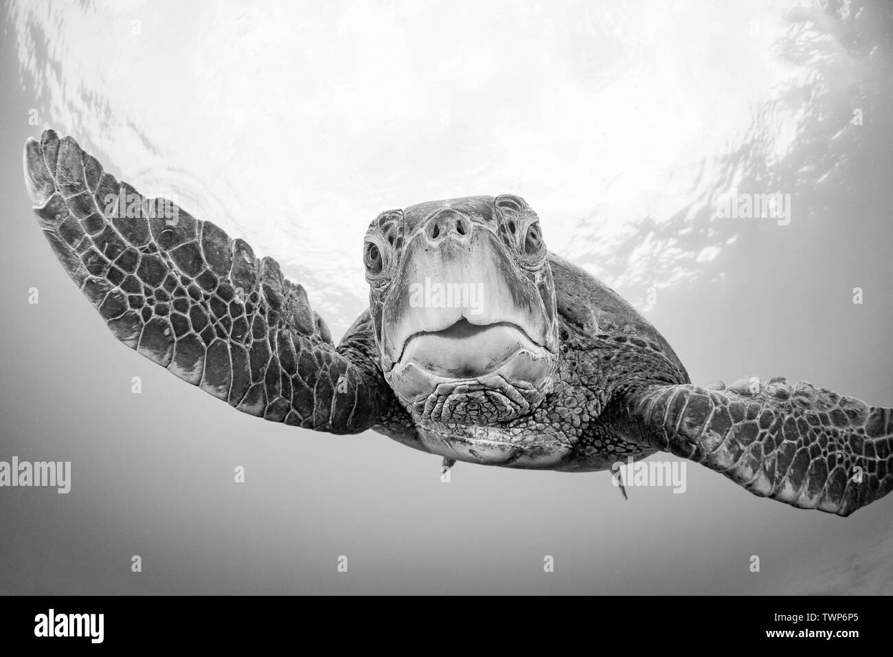 Sea Turtle Photography Black And White