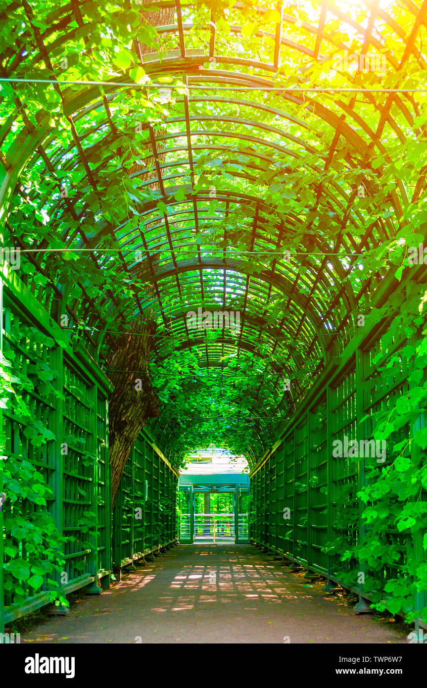 Summer landscape - metal ached tunnel covered with green climbing plants, summer garden landscape Stock Photo