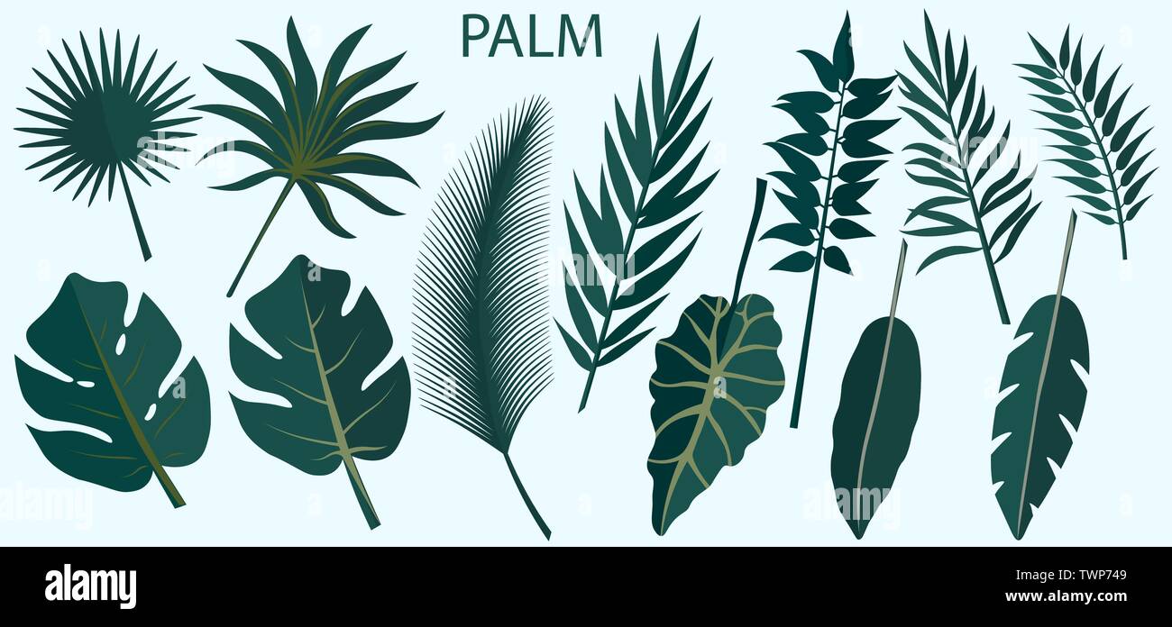 Vector set of tropical leaves Stock Vector Image & Art - Alamy