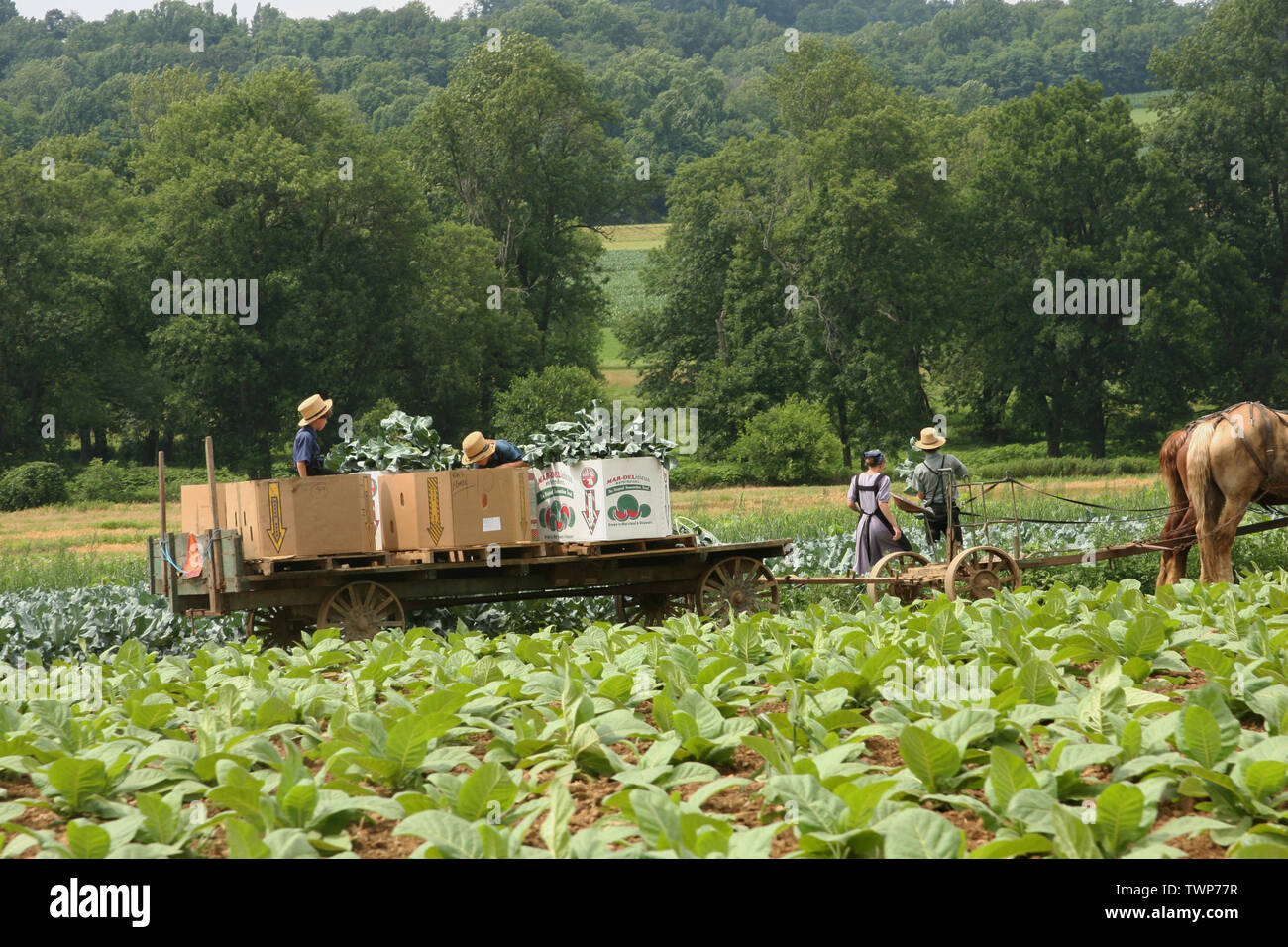 Amish family working in the field in Lancaster County, PA, USA Stock Photo  - Alamy