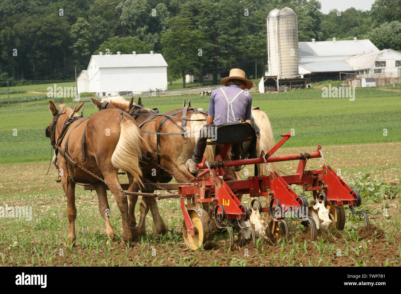 Amish hires stock photography and images Alamy