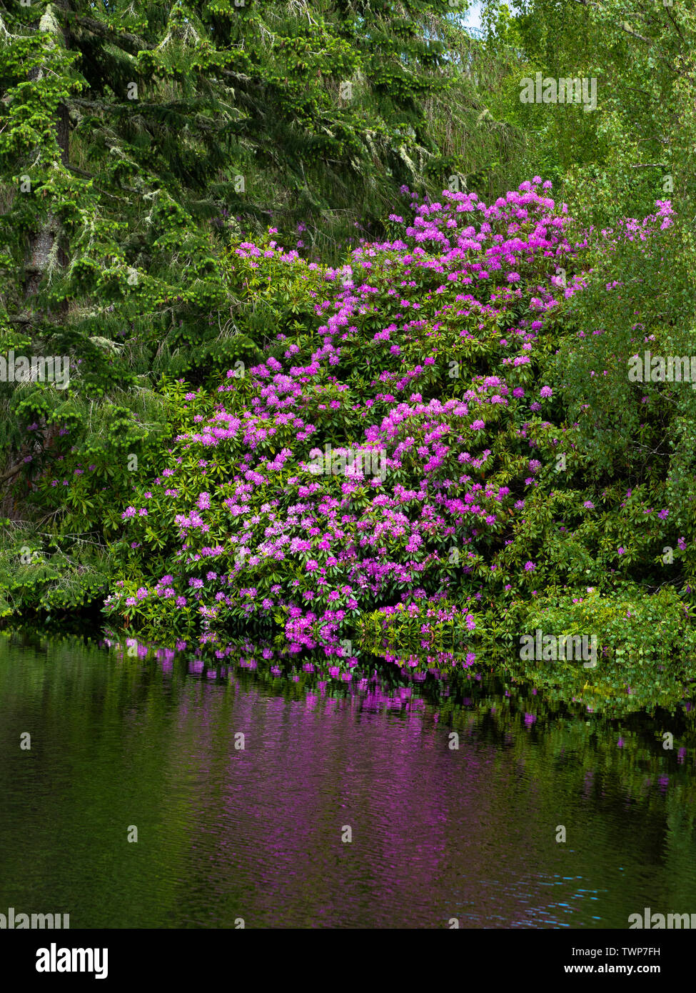 Rhododendrons on the side of a loch Stock Photo