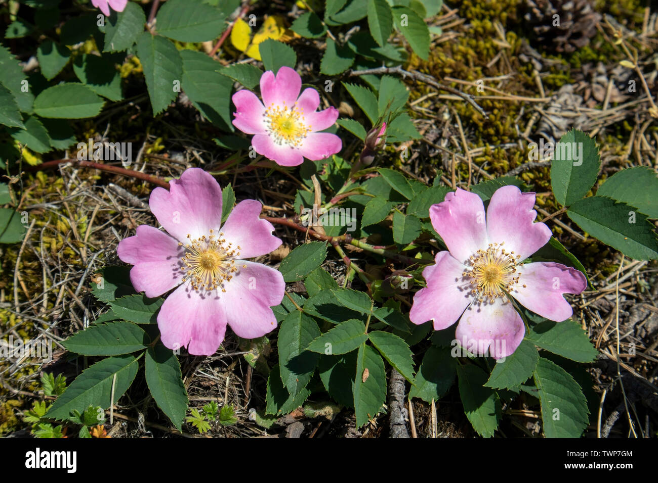 Rosa dumalis, glaucous dog rose flowers Stock Photo - Alamy