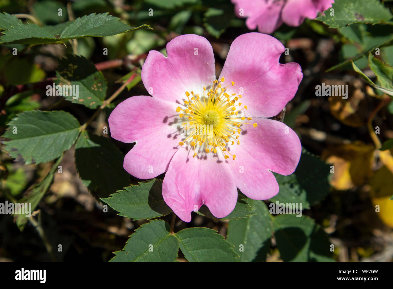 Rosa dumalis, glaucous dog rose flowers Stock Photo