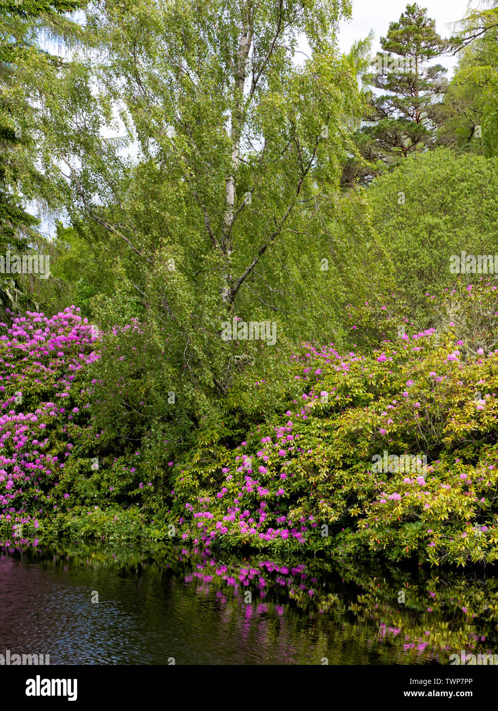 Silver Birch Rhs Silver birch tree in bloom hi-res stock photography and images - Alamy